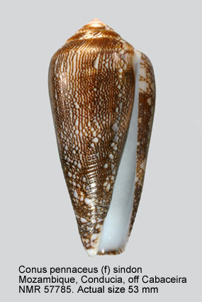 Conus pennaceus (f) sindon.jpg - Conus pennaceus (f) sindonReeve,1844